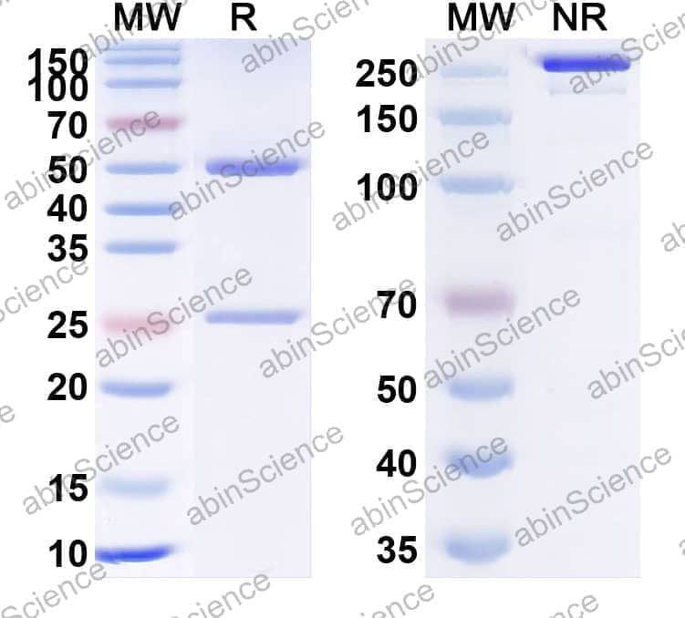 Research Grade Anti-Human VEGFA (GNR-011)