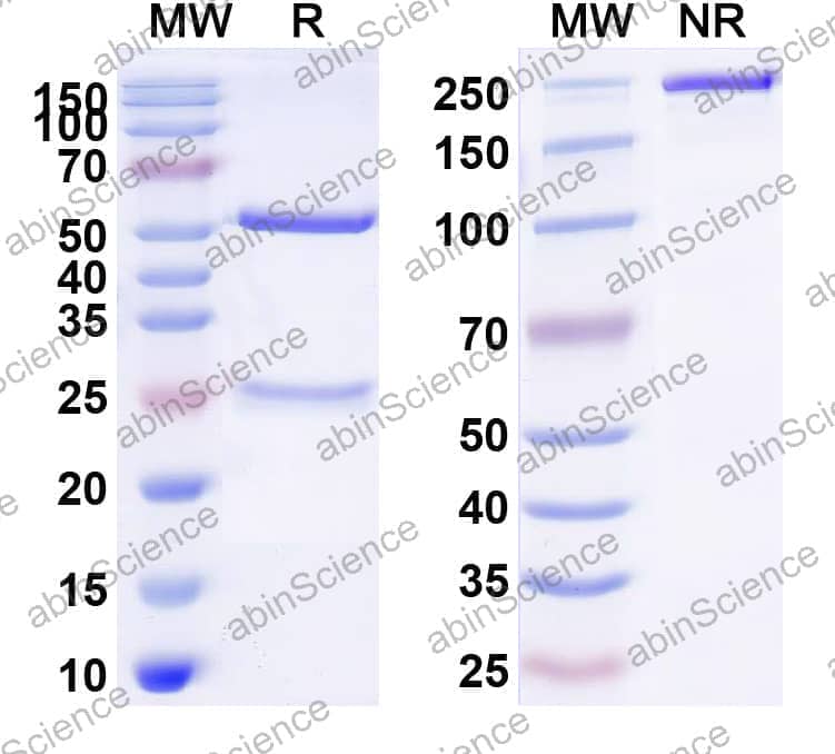Anti-Human CD138/SDC1 Antibody (SAA0055)