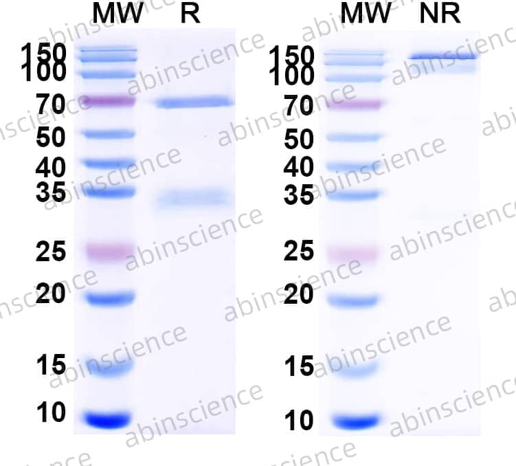 Research Grade Duvortuxizumab