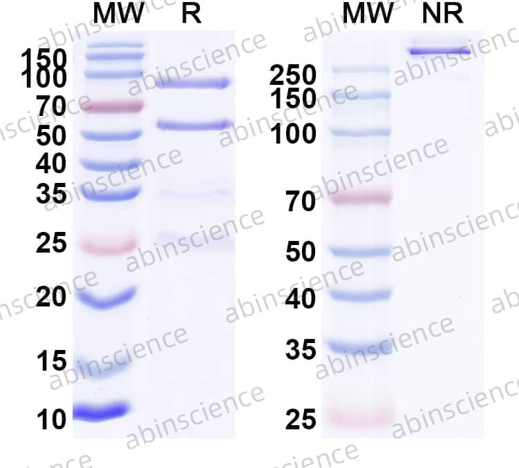 Research Grade Ensomafusp Alfa