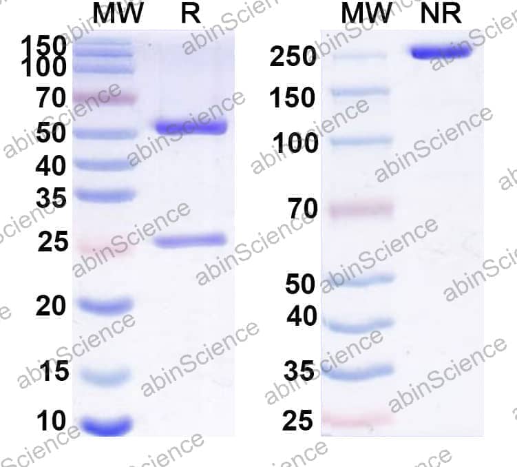 Anti-Human CD19 Antibody (HD37)