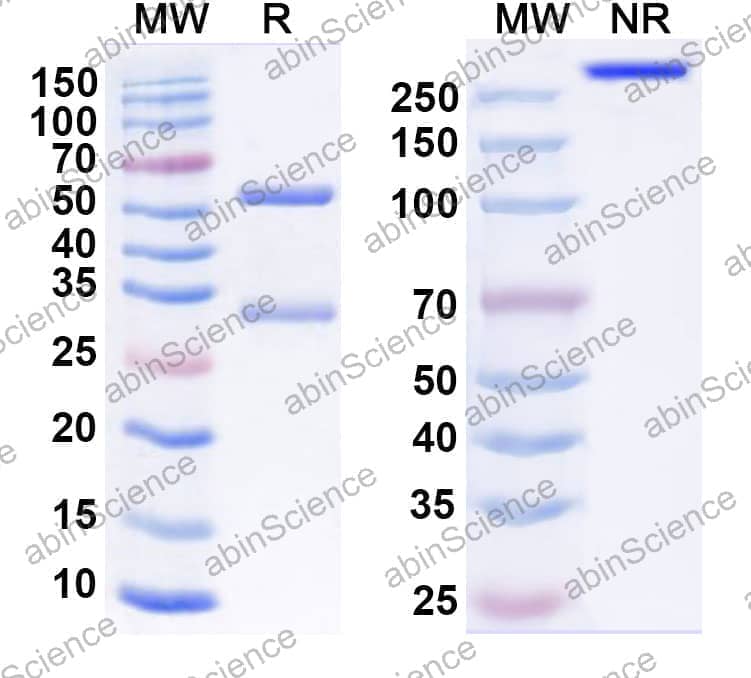 Anti-Human CD19 Antibody (B43)