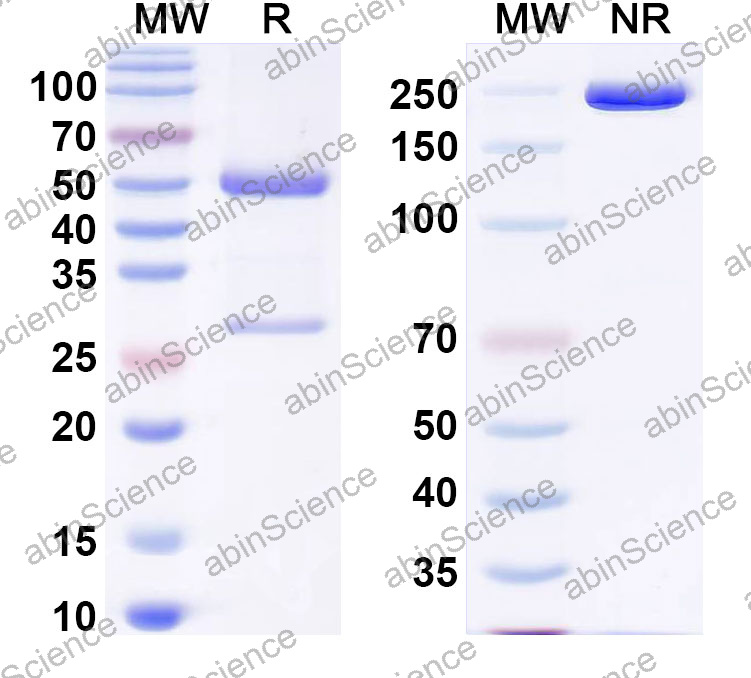 Anti-Human ATRX/RAD54L Monoclonal Antibody (1A573)