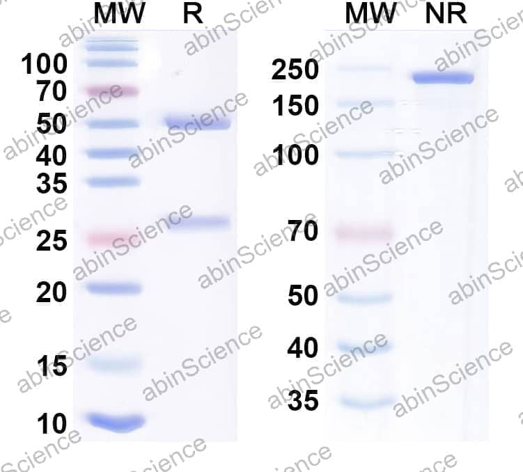 Research Grade Anti-CD3 & TPBG Bispecific Antibody (Gen1044)
