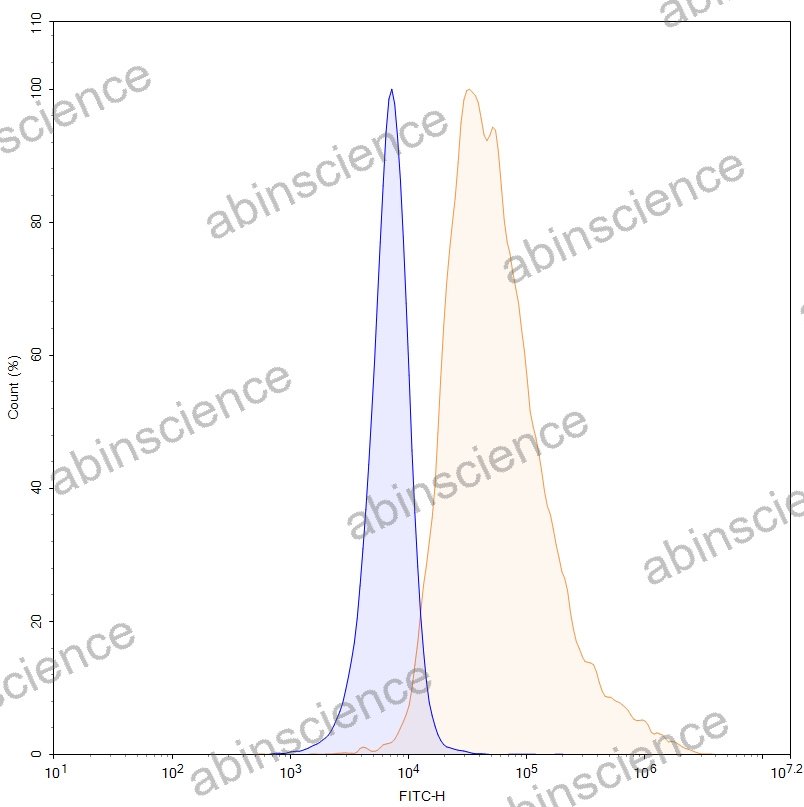 HEK293T Human TPBG/5T4 Stable Cell Line