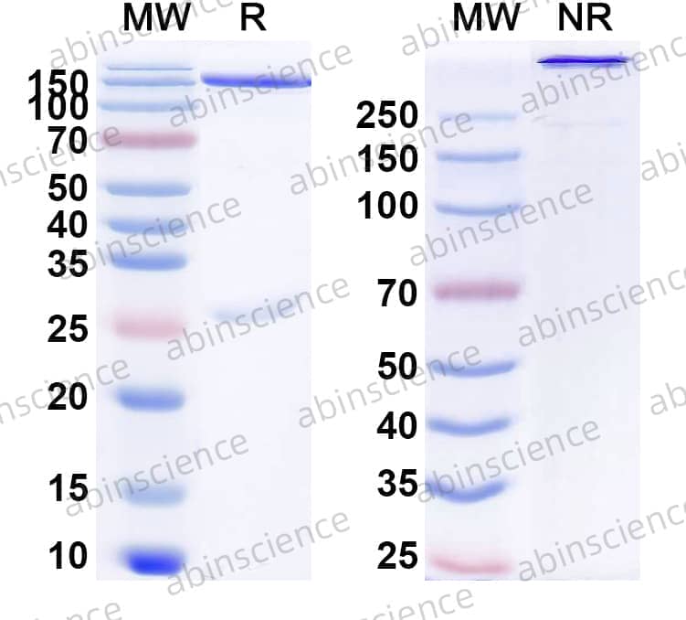 Research Grade Nebratamig