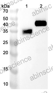 Research Grade Nebratamig