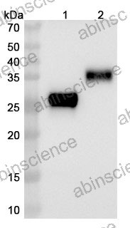 Research Grade Enristomig