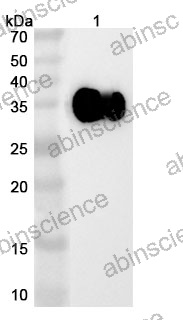 Research Grade Xirestomig