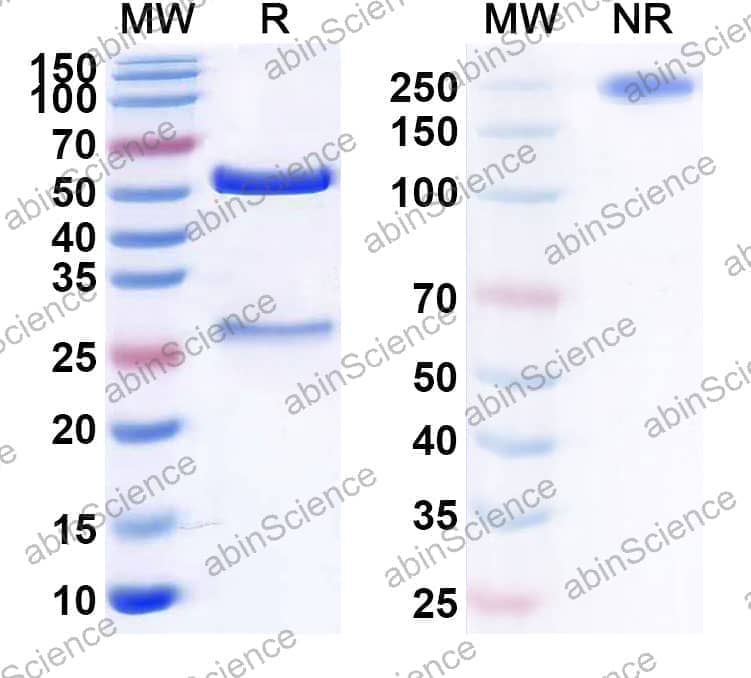 Research Grade Anti-Human CD317/BST2 (XmAb 5592)