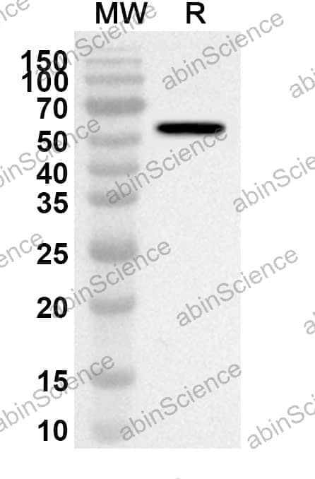 Anti-Human CKAP4 Polyclonal Antibody