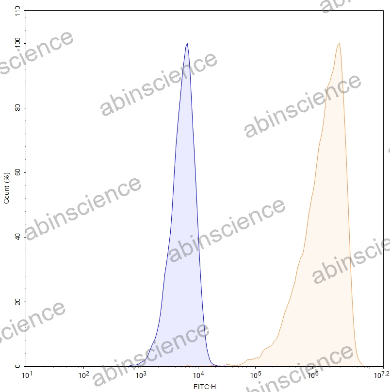 HEK293T Human FAP Stable Cell Line