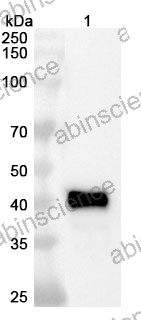 Research Grade Cabotamig