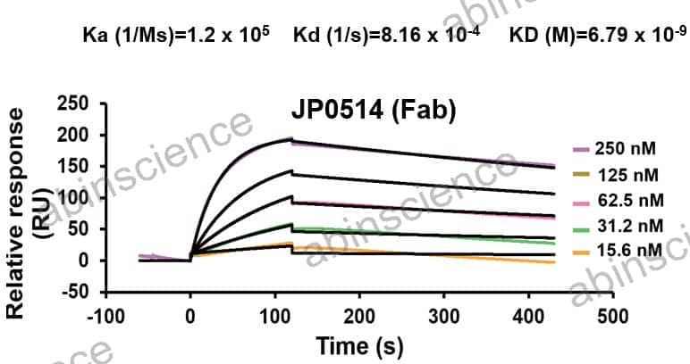 Anti-Human VMAT2 Antibody (JP0514)