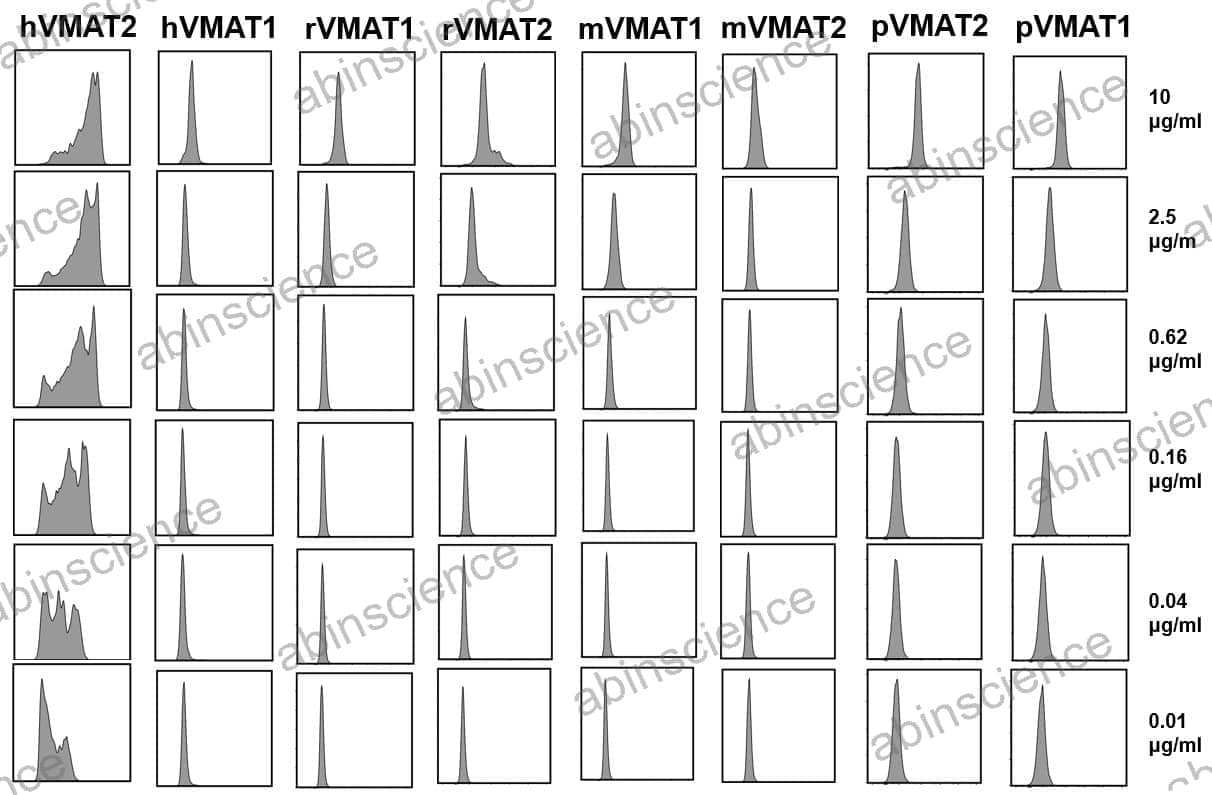 Anti-Human VMAT2 Antibody (JP0514)