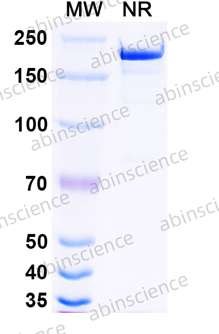 Research Grade Pelgifatamab