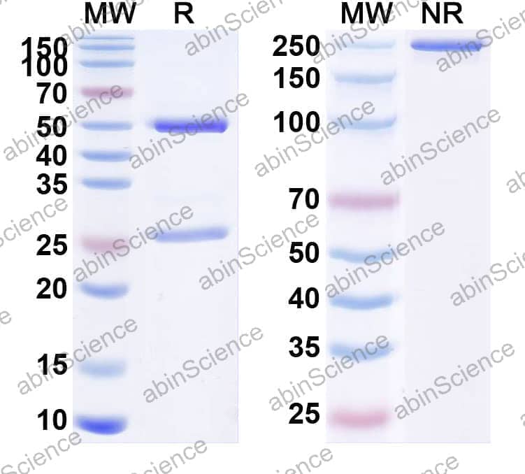 Research Grade Anti-Human FOLH1/PSMA (ARX517)