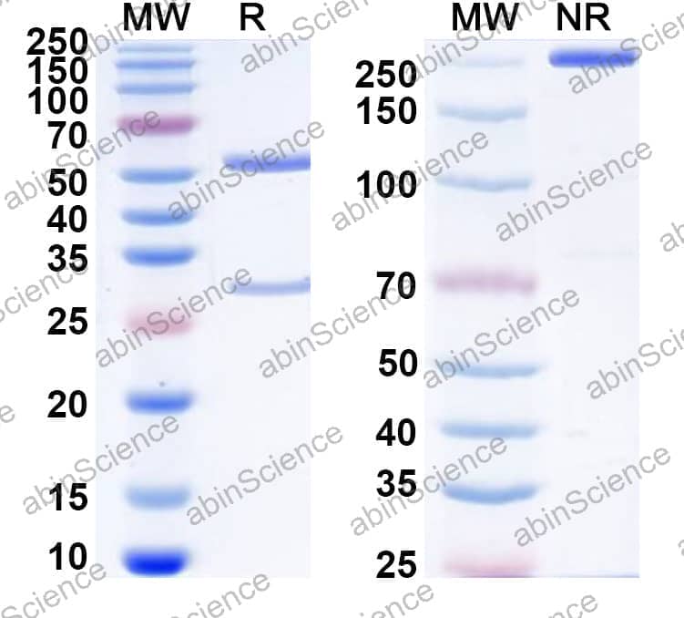 Research Grade Anti-Human FOLH1/PSMA (MLN2704)