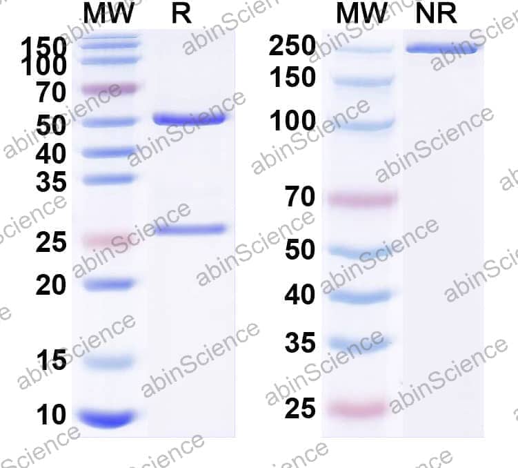 Research Grade Anti-Human FOLH1/PSMA (TLX592)