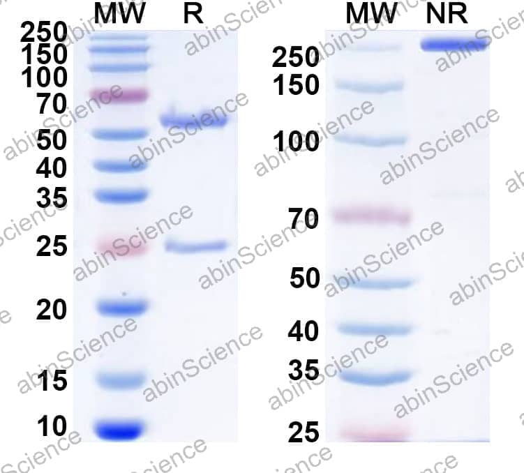 Research Grade Anti-Human FOLH1/PSMA Antibody (MT112)
