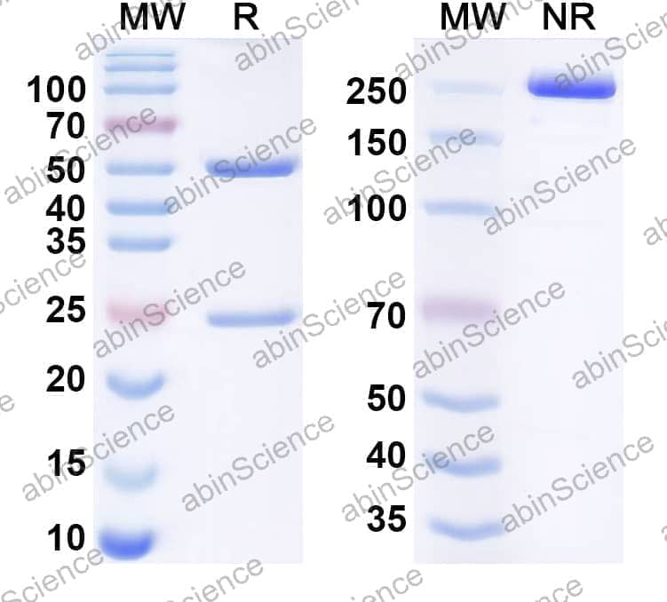 Research Grade Nezastomig