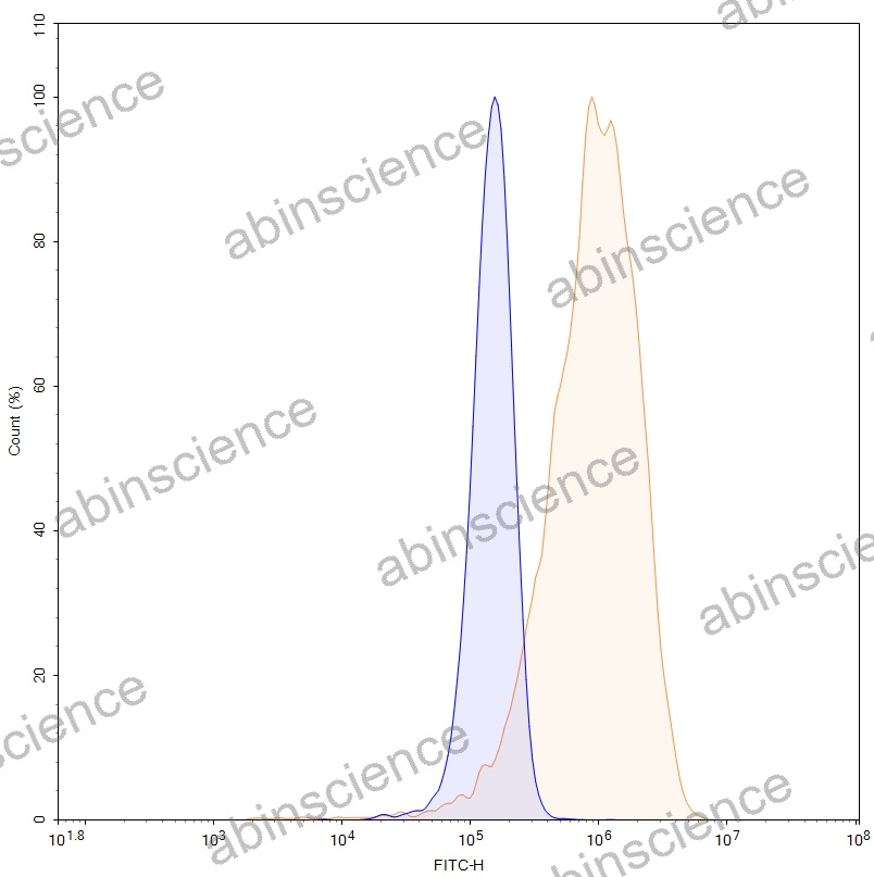 HEK293T Human CD166/ALCAM Stable Cell Line