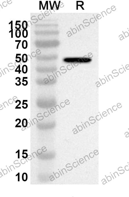 Anti-EGFR/ERBB1/HER1 Polyclonal Antibody