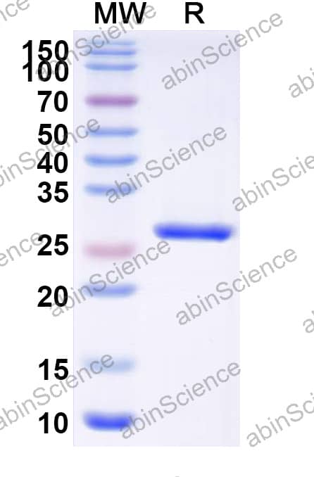 InVivoMAb Anti-Human EGFRvIII Antibody (Iv0218)