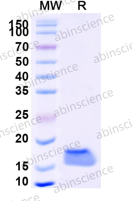 Anti-Human EGFR/ERBB1/HER1 Nanobody (7D12)