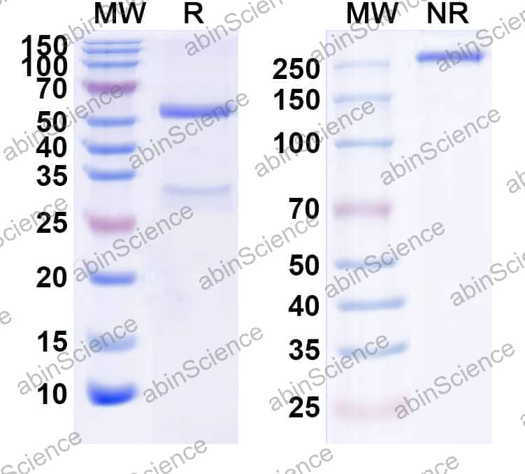 Research Grade Imgatuzumab