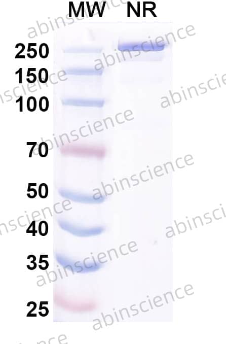Research Grade Pimurutamab