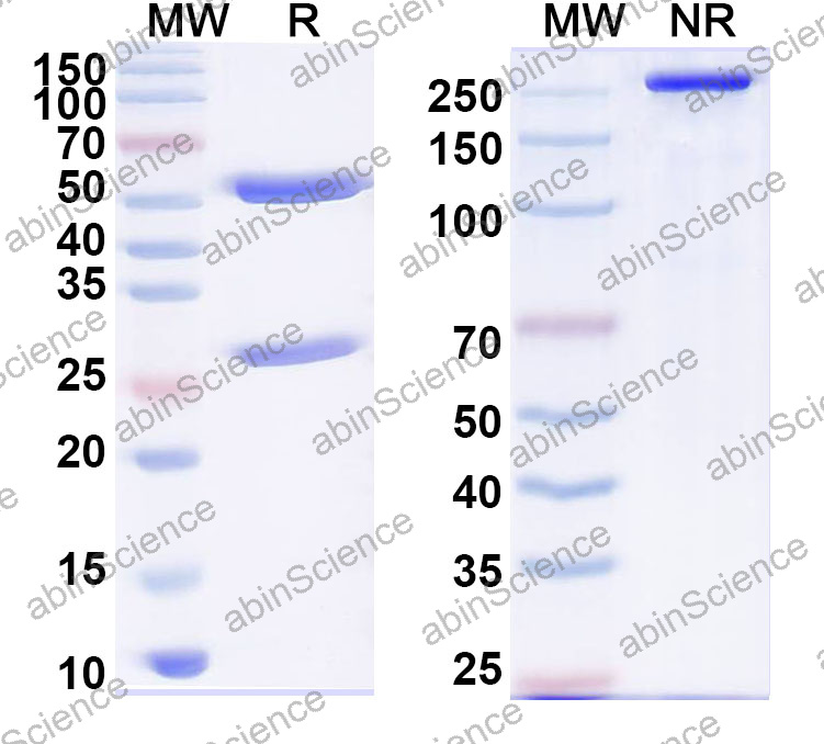 Anti-Human Hom s 5/KRT6A Monoclonal Antibody (1A582)