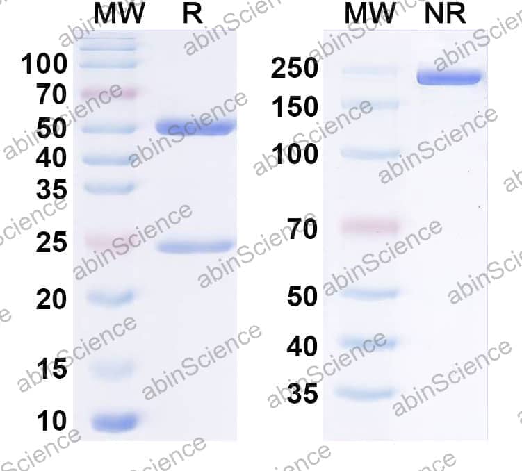 Anti-Human LILRB3/CD85a/ILT5 Reference Antibody (7C5, RUO)