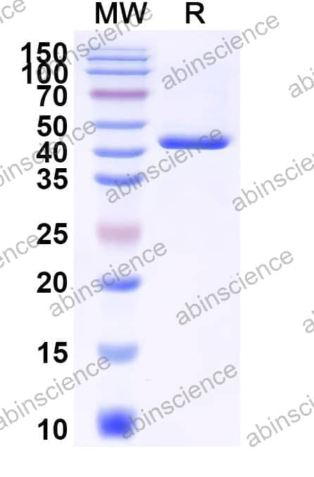 Recombinant Human IFNa1b Protein, N-GST