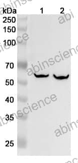Anti-Human FTCD Polyclonal Antibody