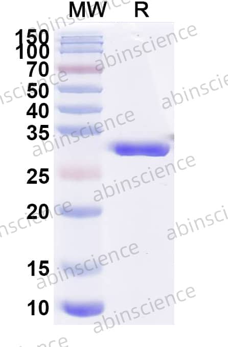 Research Grade Gefurulimab
