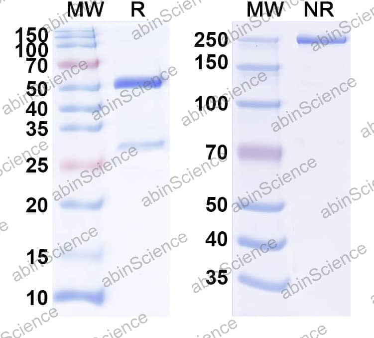 Research Grade Anti-Human IFNG/IFN-gamma (AMG 811)
