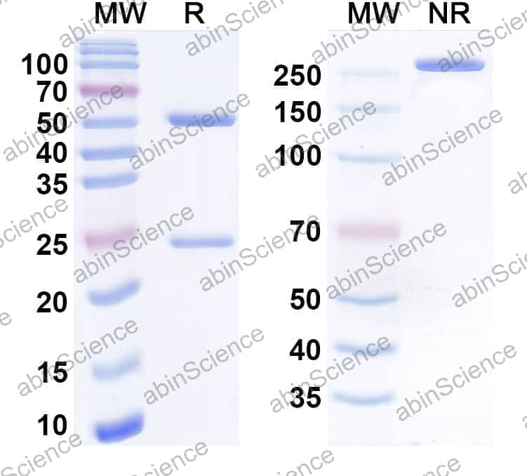 Research Grade Anti-Human CD335/NCR1/NKp46 Antibody (A26-BhlgG1)