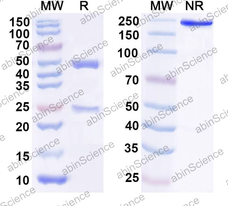 Anti-Human CD335/NCR1/NKp46 Antibody (8E5#)