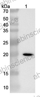 Anti-Human SOD1 Recombinant Nanobody (SAA1203)