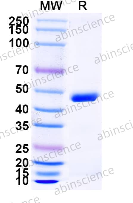 Research Grade Ozoralizumab