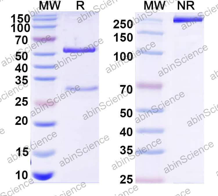 Anti-Human ADAMTS4 Antibody (4D8)