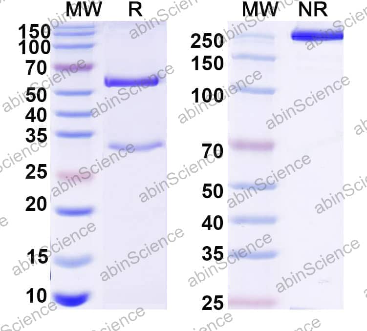 Anti-Human ADAMTS4 Antibody (7G4)