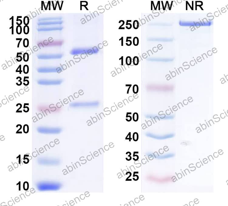 Anti-Human DKK1 Reference Antibody (PF-04840082)