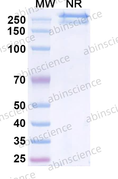 Research Grade Zigakibart