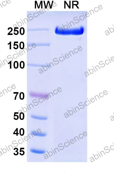 Research Grade Fresolimumab
