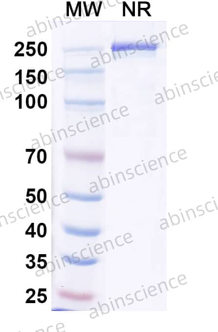 Anti-Human CD25/IL2RA Antibody (BA9)