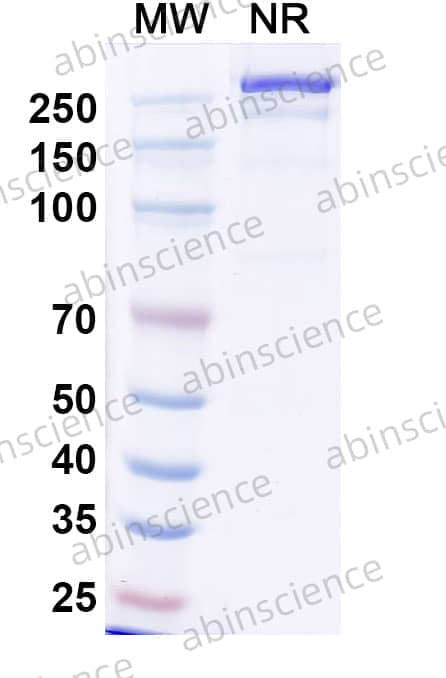 Anti-Human CD25/IL2RA Antibody (BT942)