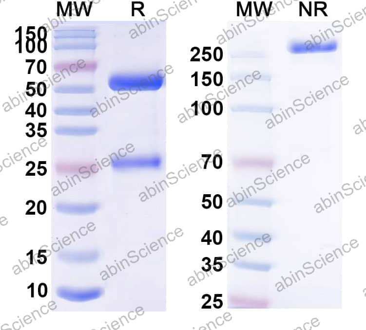 Research Grade Anti-Human CD4 (Campath-9H)