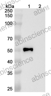 Research Grade Semzuvolimab